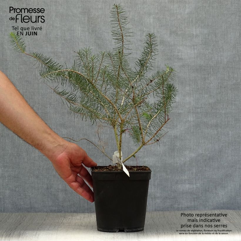 Ejemplar de Calothamnus quadrifidus Grey Form Maceta 4L/5L entregado en verano