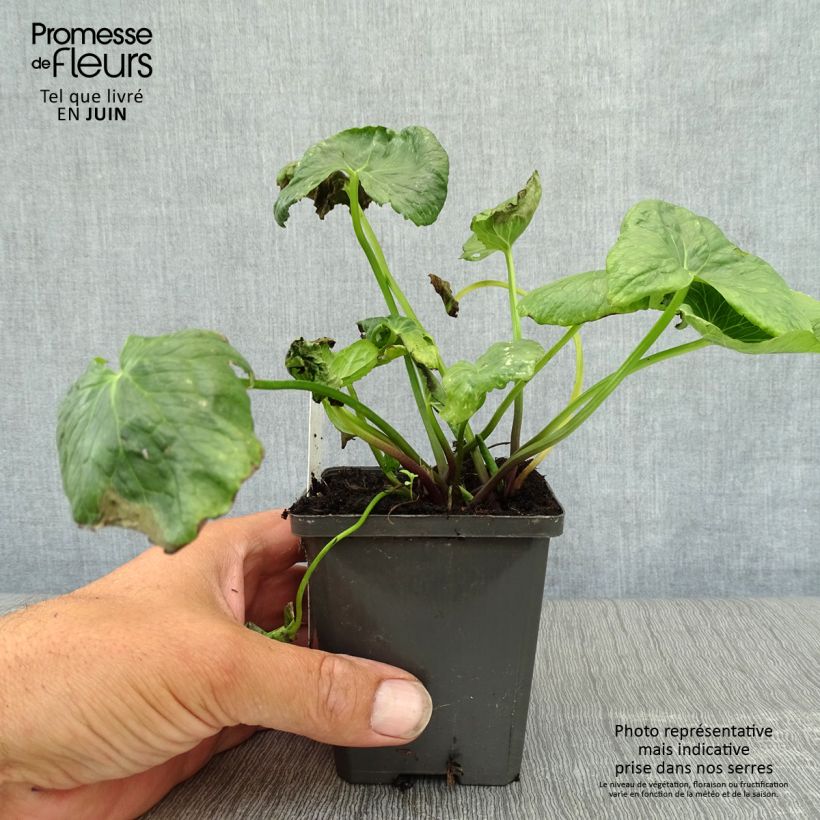 Ejemplar de Caltha palustris Plena - Hierba centella Maceta de 8/9 cm entregado en verano