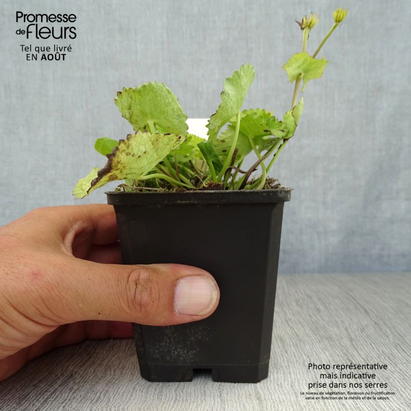 Ejemplar de Caltha palustris var. alba - Hierba centella Maceta de 8/9 cm entregado en verano