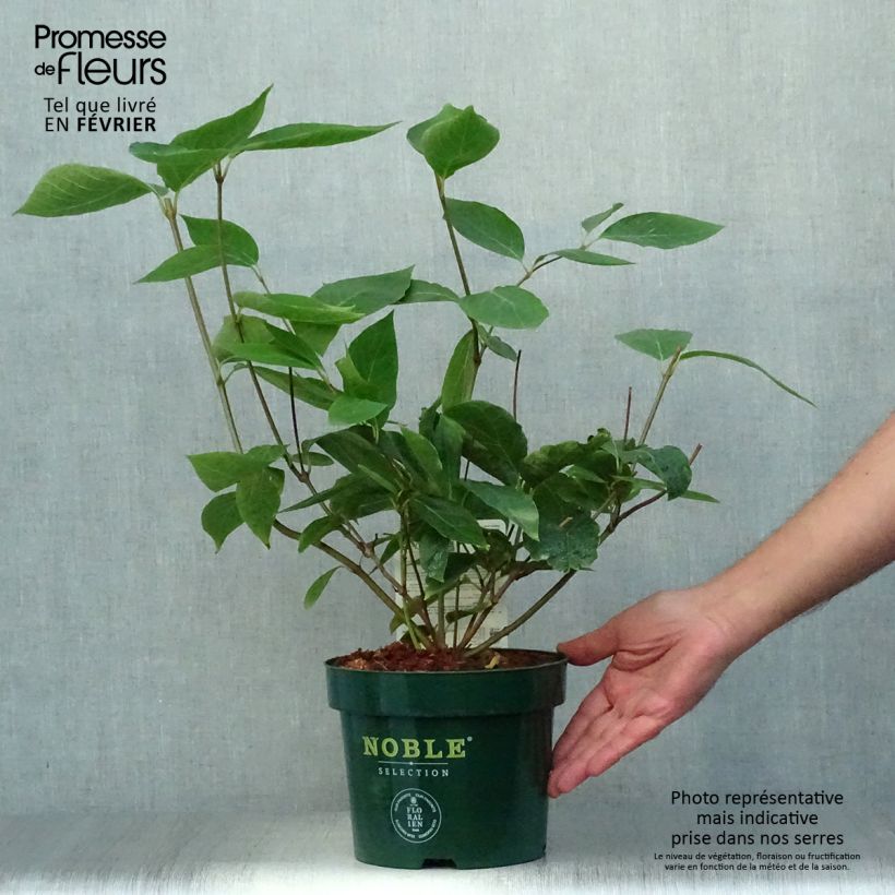 Ejemplar de Calycanthus raulstonii Venus - Árbol de las anémonas Maceta 3L/4L entregado en otoño