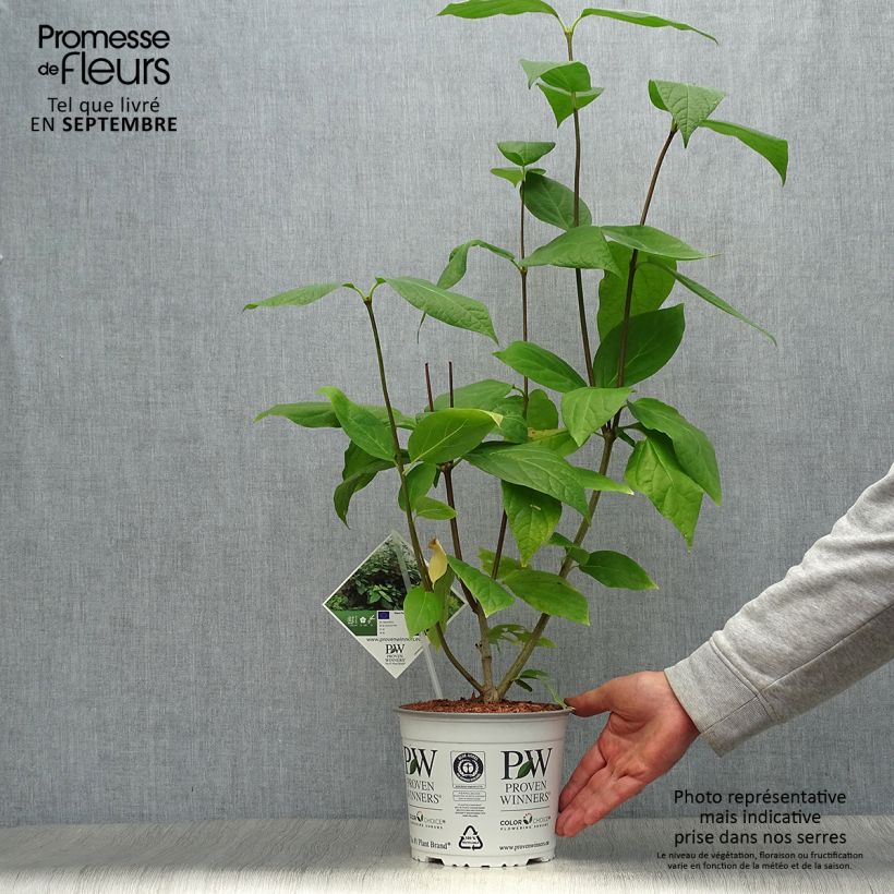Ejemplar de Calycanthus raulstonii Aphrodite - Árbol de las anémonas Maceta 2L/3L entregado en otoño