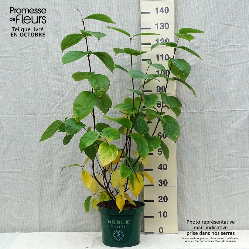 Ejemplar de Calycanthus raulstonii Hartlage Wine - Árbol de las anémonas Maceta 7,5L/10L entregado en otoño