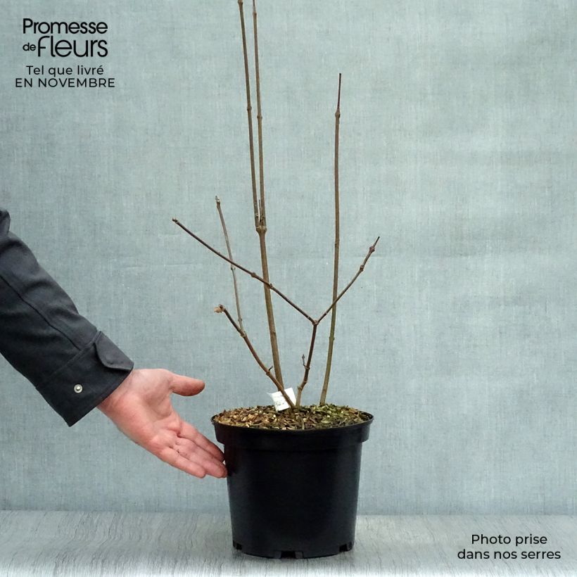 Ejemplar de Calycanthus raulstonii Hartlage Wine - Árbol de las anémonas Maceta 3L/4L entregado en otoño
