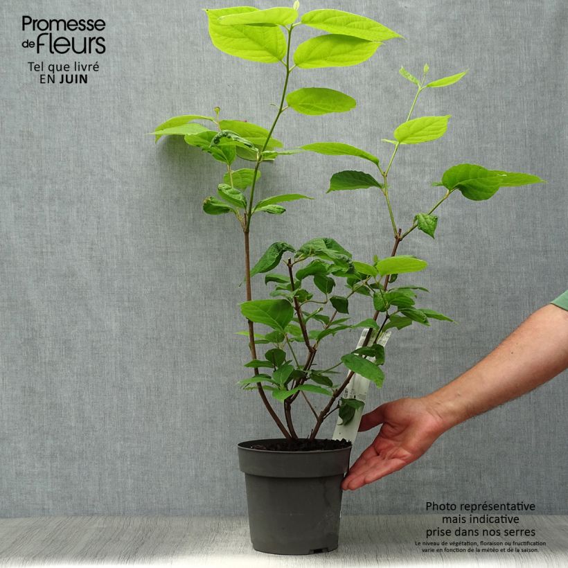 Ejemplar de Calycanthus raulstonii Hartlage Wine - Árbol de las anémonas Maceta 3L/4LAltura de entrega aprox. 30/40cm entregado en verano