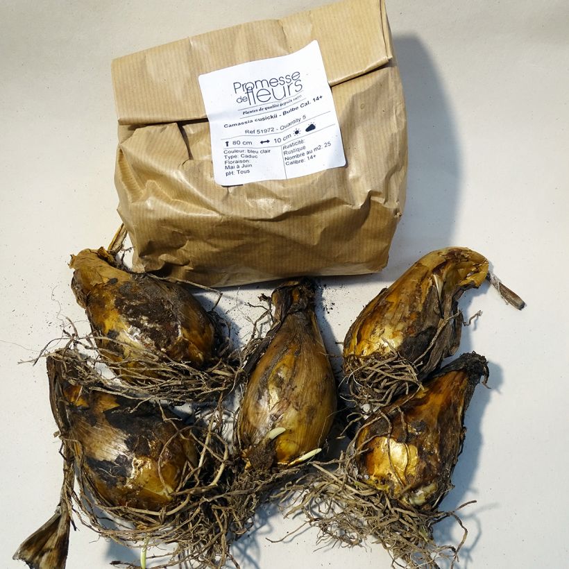 Ejemplo de ejemplar de Camassia cusickii - Bulbe Cal. 14+ tal y como se entrega