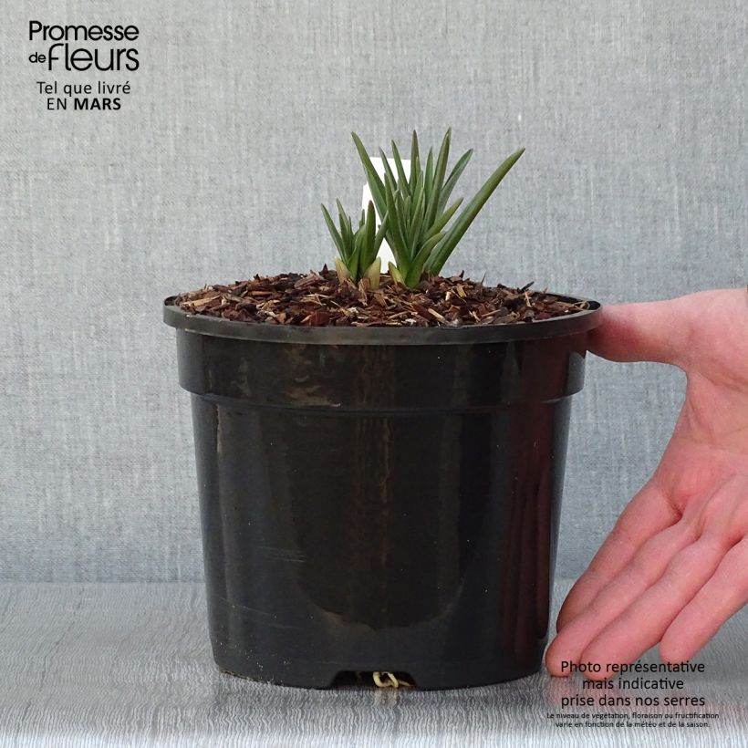 Camassia cusickii Maceta 2L/3L Ejemplar entregado en invierno