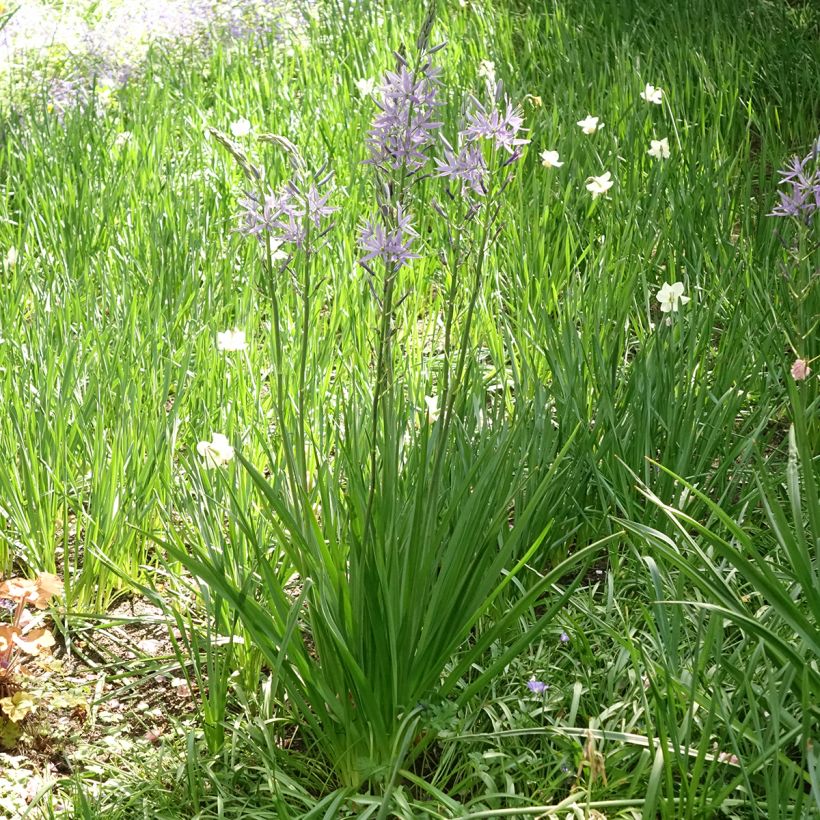 Camassia leichtlinii Caerulea (Porte)