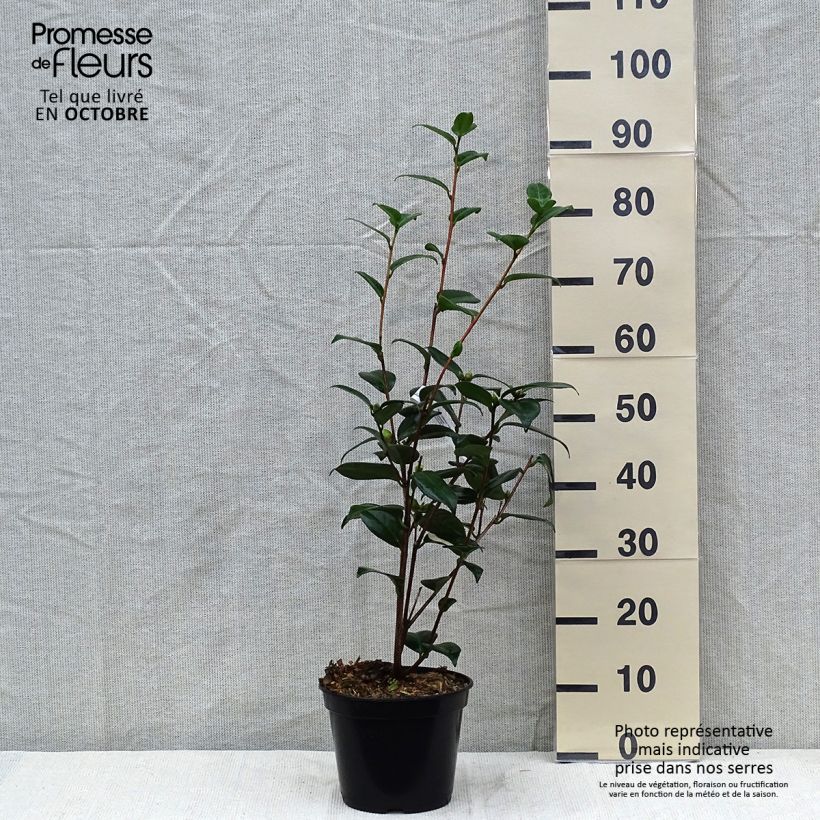 Ejemplar de Camellia japonica Adolphe Audusson Maceta 4L/5L entregado en otoño