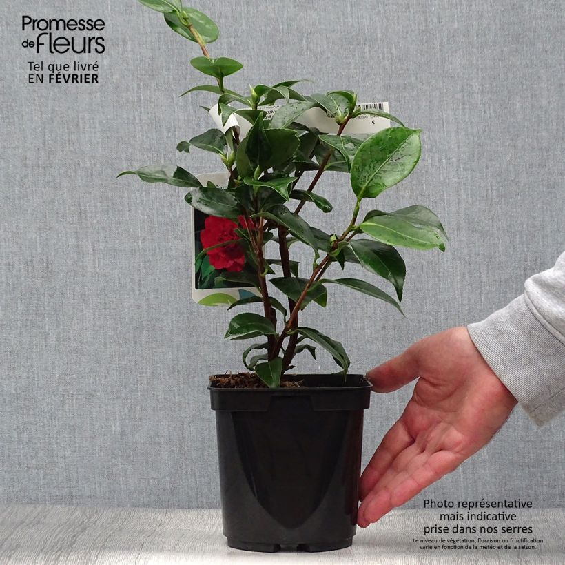 Ejemplar de Camellia japonica Blood of China Maceta 2L/3L entregado en otoño