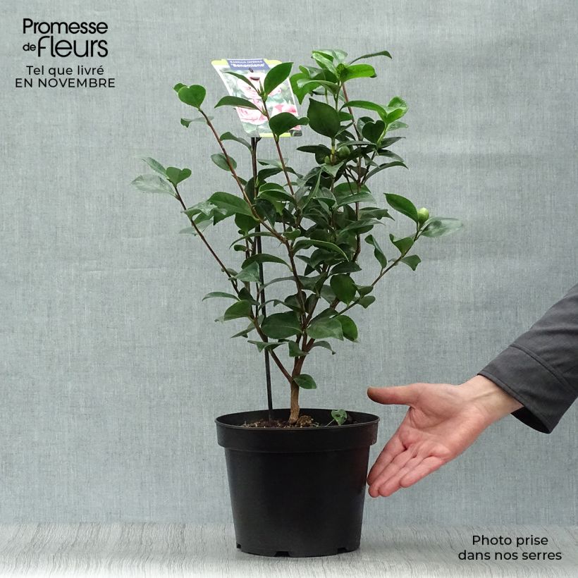 Ejemplar de Camellia japonica Bonomiana Maceta 3L/4L entregado en otoño