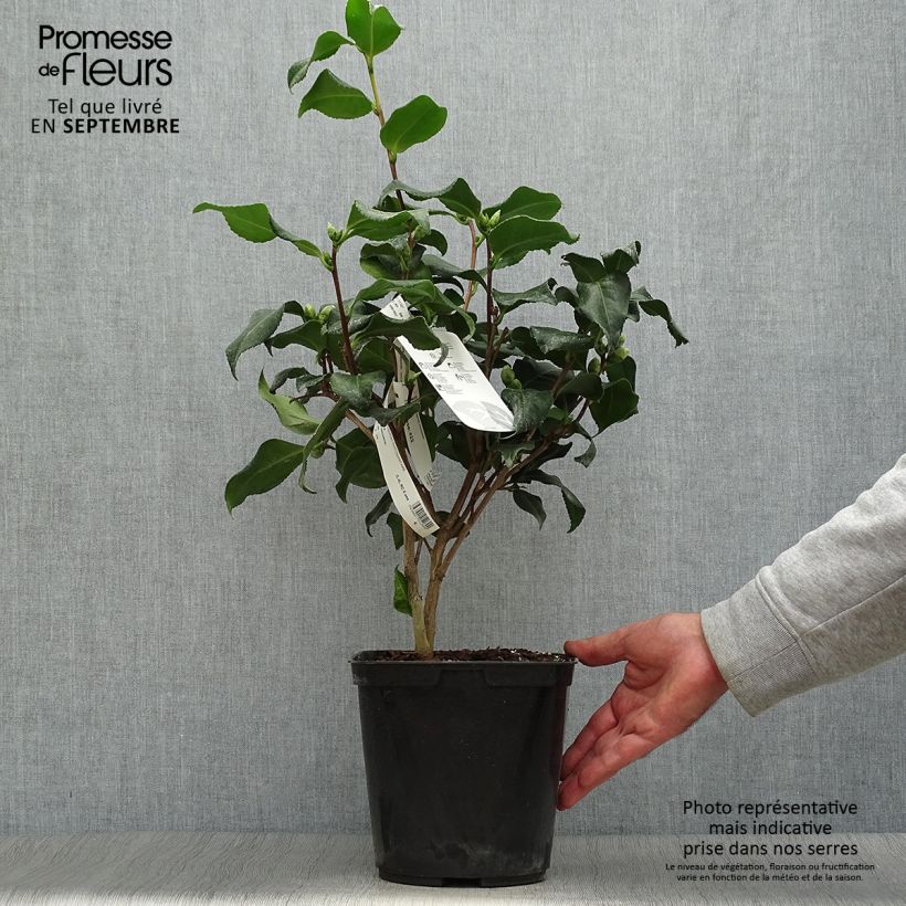 Ejemplar de Camellia japonica Dainty California Maceta 2L/3L entregado en otoño