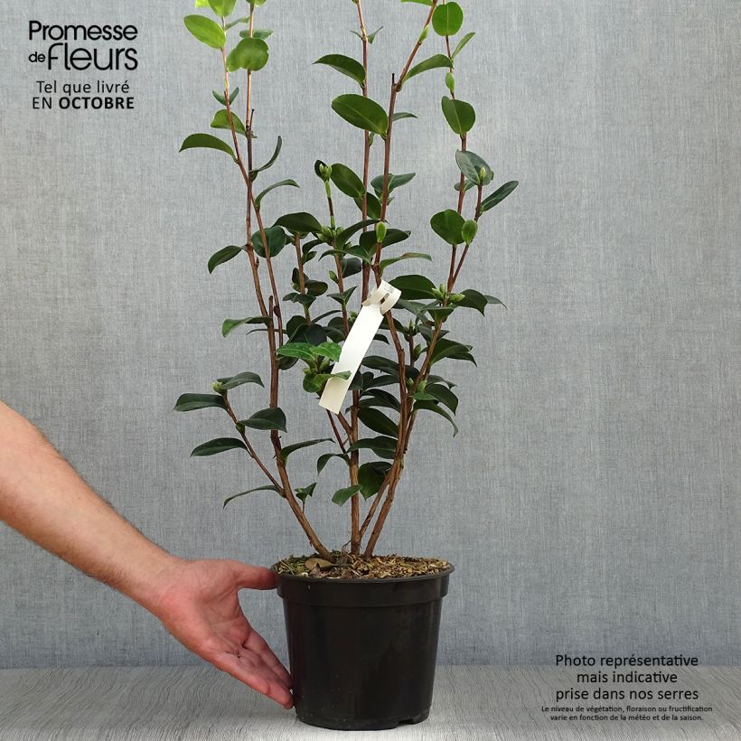 Ejemplar de Camellia williamsii EG Waterhouse Maceta 4L/5L entregado en otoño
