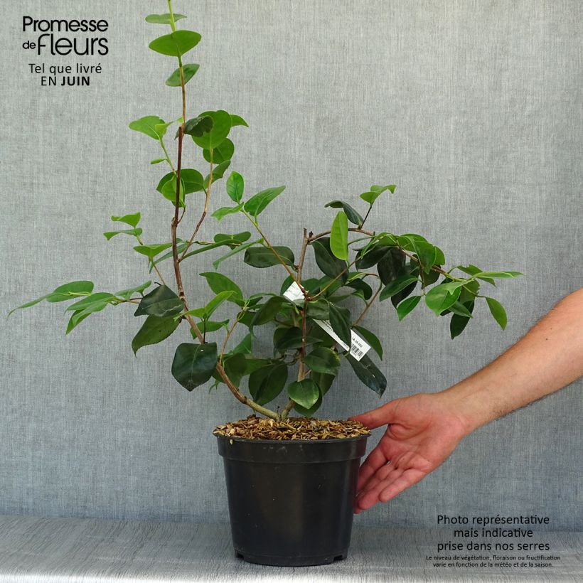 Ejemplar de Camellia japonica de Higo Fuji Maceta 4L/5LAltura de entrega aprox. 60/70cm entregado en verano