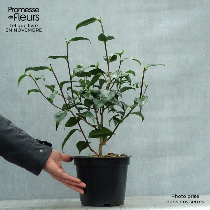 Ejemplar de Camellia japonica Hagoromo Maceta 4L/5L entregado en otoño
