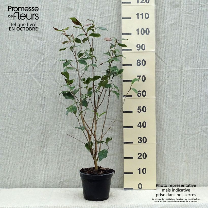 Ejemplar de Camellia japonica Holly Bright Maceta 4L/5L entregado en otoño