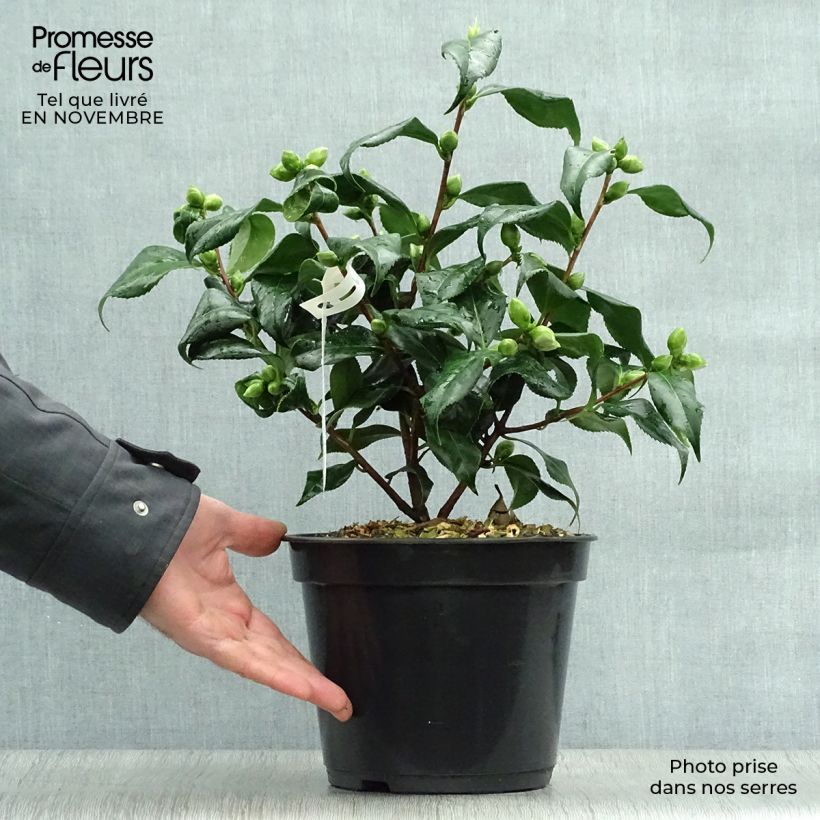 Ejemplar de Camellia japonica Lady Vansittart Maceta 3L/4L entregado en otoño