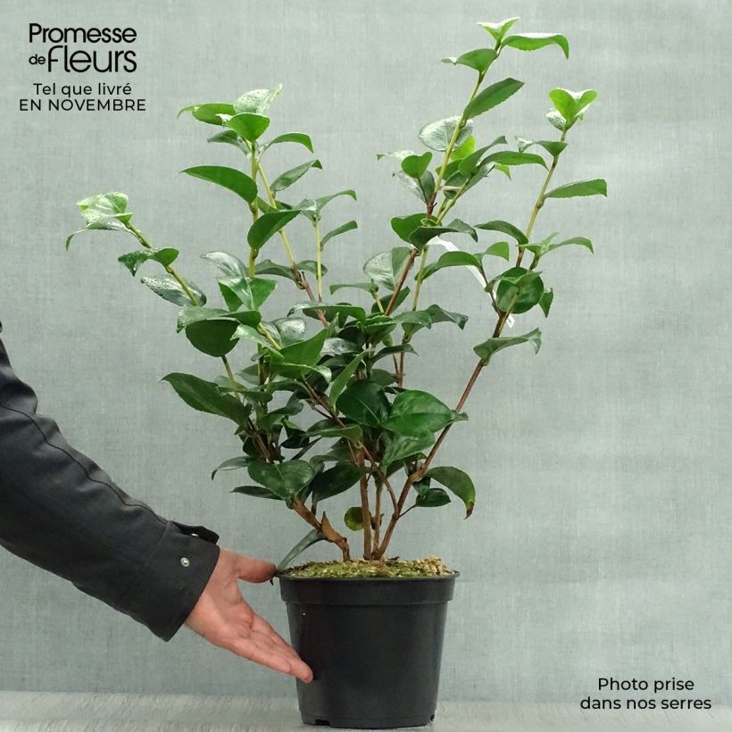 Ejemplar de Camellia japonica Lavinia Maggi Maceta 3L/4L entregado en otoño