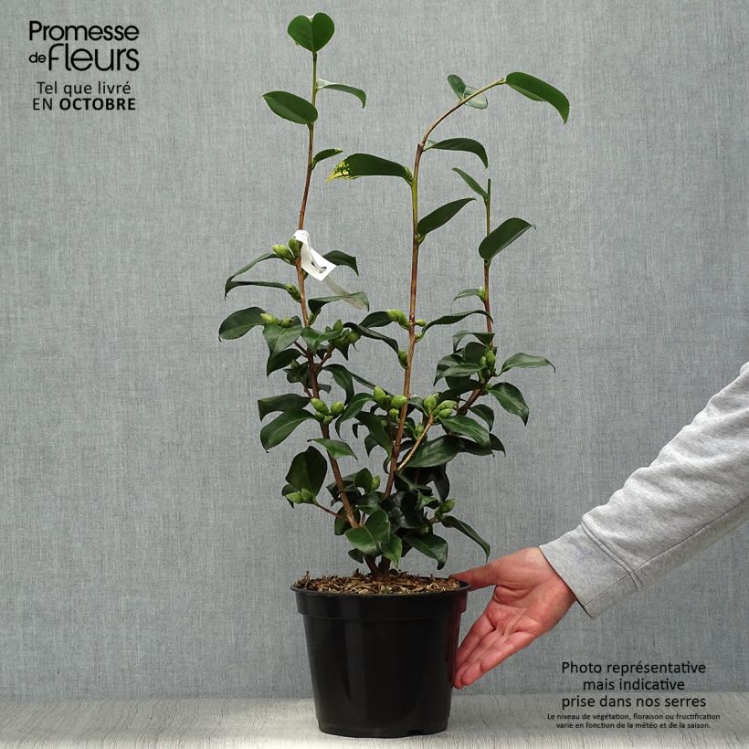 Ejemplar de Camellia japonica Midnight Variegated Maceta 4L/5L entregado en otoño