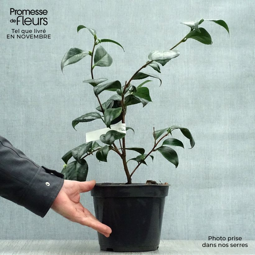 Ejemplar de Camellia japonica Montironi Maceta 4L/5L entregado en otoño