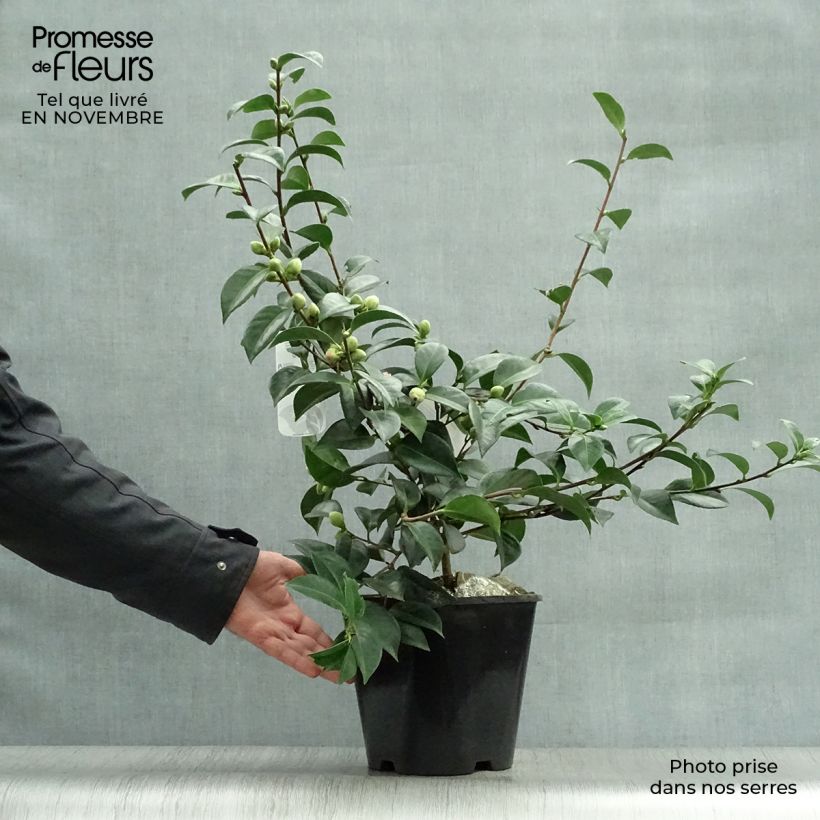 Ejemplar de Camellia japonica Mrs Tingley Maceta 3L/4L entregado en otoño