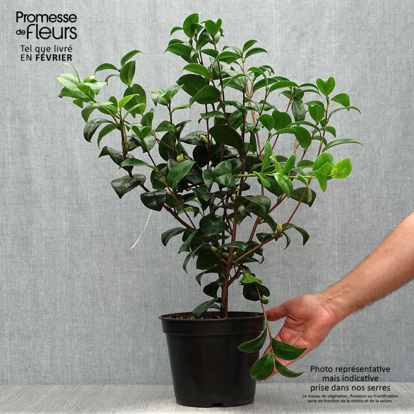 Ejemplar de Camellia japonica Nobilissima Maceta 4L/5L entregado en otoño
