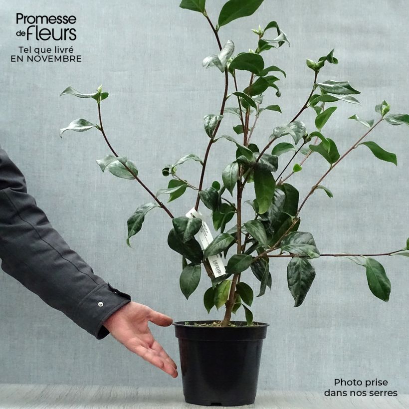 Ejemplar de Camellia japonica Paddy's Perfumed Maceta 4L/5L entregado en otoño