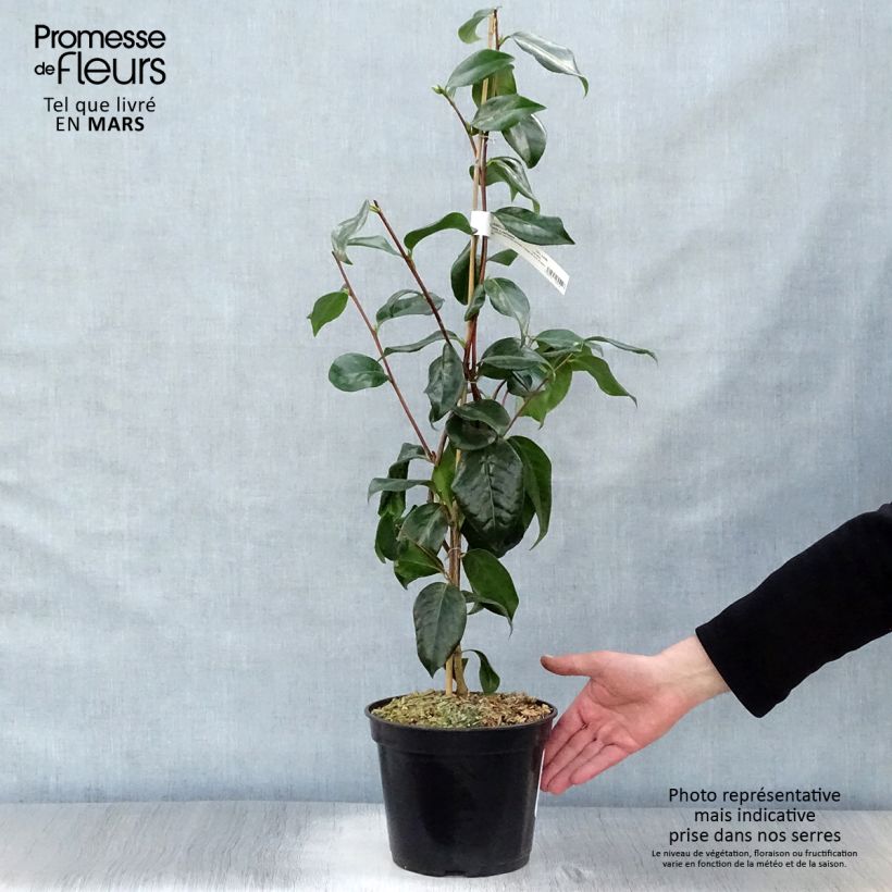 Camellia japonica Paddy's Perfumed Maceta 4L/5LAltura de entrega aprox. 60cm Ejemplar entregado en la primavera
