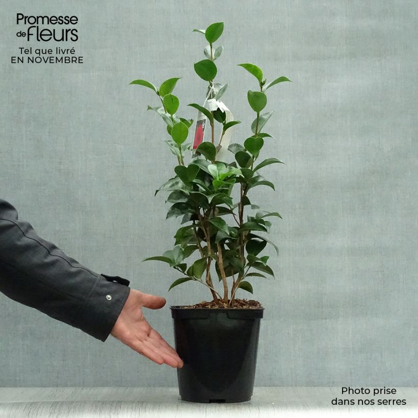 Ejemplar de Camellia japonica Roger Hall Maceta 3L/4L entregado en otoño