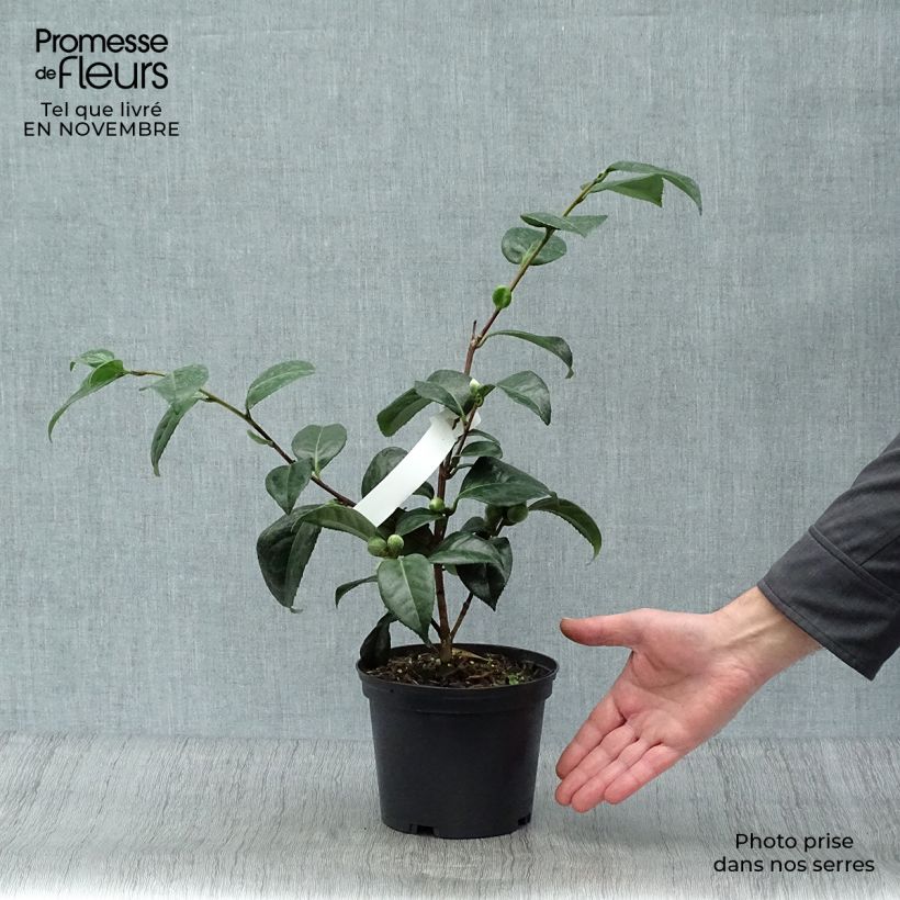 Ejemplar de Camellia japonica San dimas Maceta 2L/3L entregado en otoño