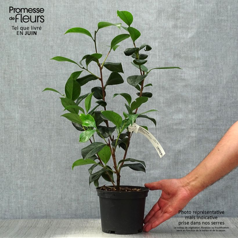Ejemplar de Camellia japonica San dimas Maceta 2L/3LAltura de entrega aprox. 30/40cm entregado en verano