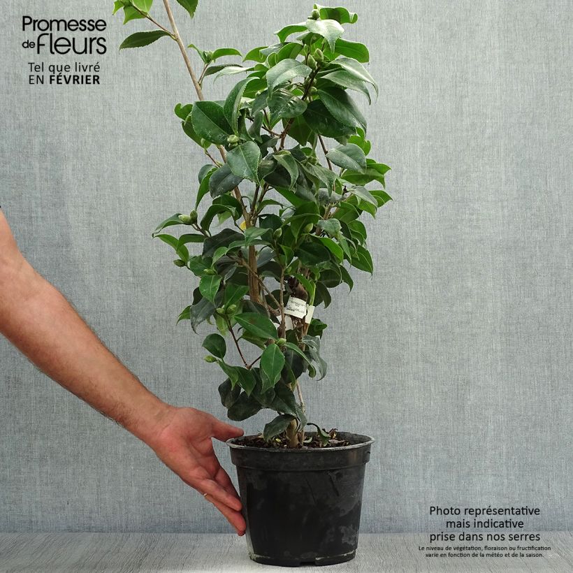 Ejemplar de Camellia japonica Sunny Side Maceta 4L/5L entregado en otoño