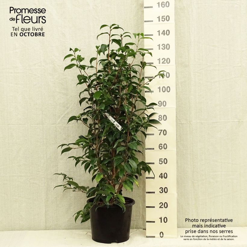 Ejemplar de Camellia japonica Traverso Maceta 12L/15L entregado en otoño