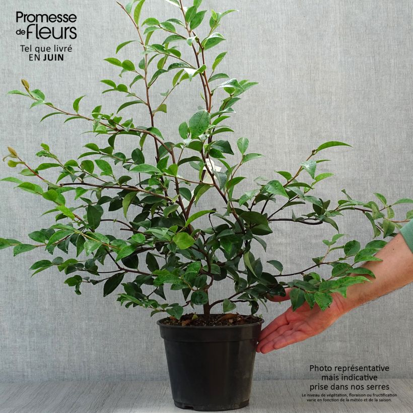 Ejemplar de Camellia Cinnamon Cindy Maceta 3L/4LAltura de entrega aprox. 40/60cm entregado en verano