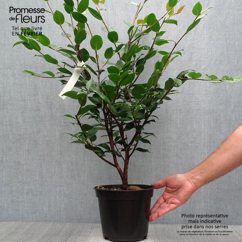 Ejemplar de Camellia lutchuensis High Fragrance Maceta 3L/4L entregado en otoño