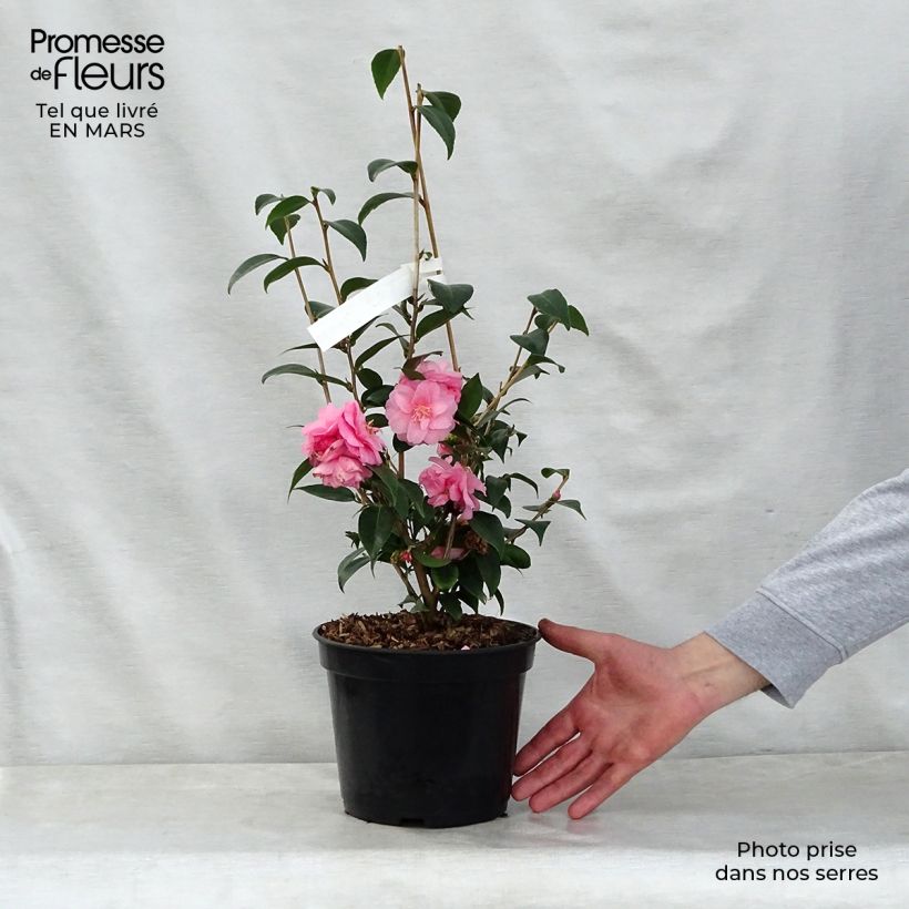 Camellia Spring Festival Maceta 3L/4LAltura de entrega aprox. 50/60cm Ejemplar entregado en la primavera