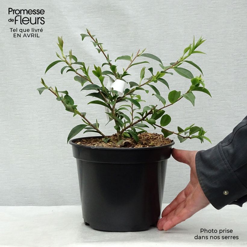 Camellia lutchuensis Sweet Emily Kate Maceta 4L/5LAltura de entrega aprox. 30/40cm Ejemplar entregado en la primavera