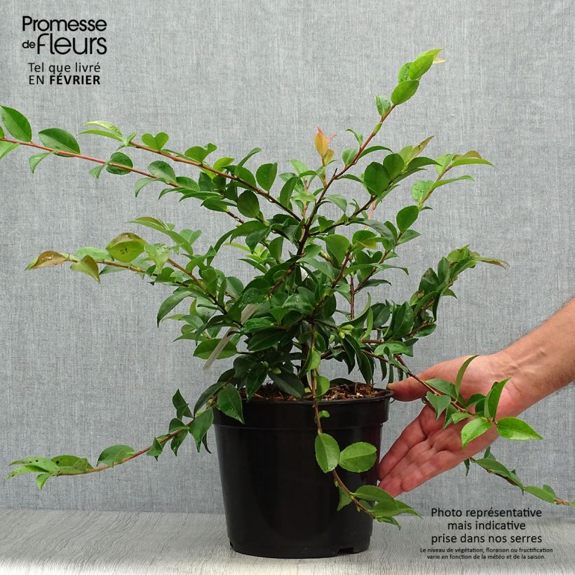 Ejemplar de Camellia lutchuensis Sweet Emily Kate Maceta 4L/5L entregado en otoño