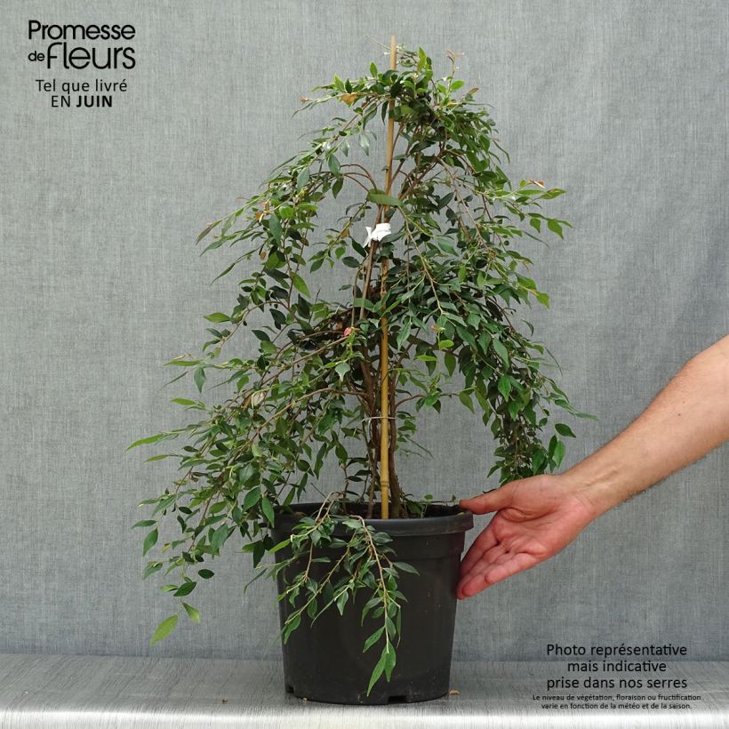 Ejemplar de Camellia rosthoriana Cupido Maceta 7,5L/10L entregado en verano