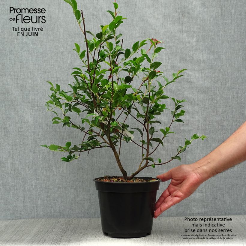 Ejemplar de Camellia lutchuensis Fairy blush Maceta 3L/4LAltura de entrega aprox. 60+cm entregado en verano