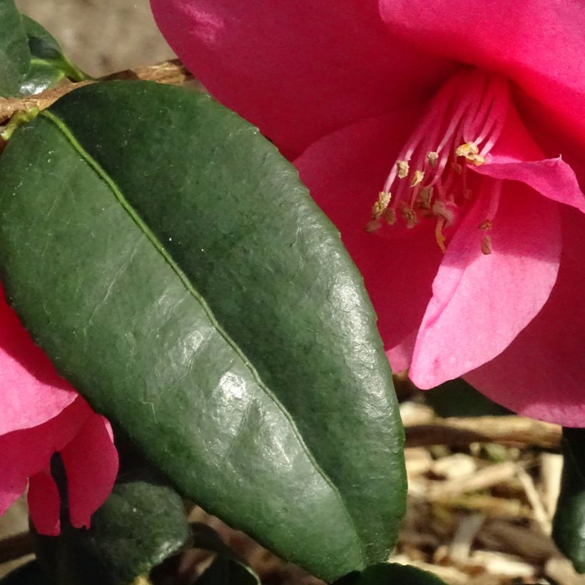 Camellia Gay Baby (Follaje)