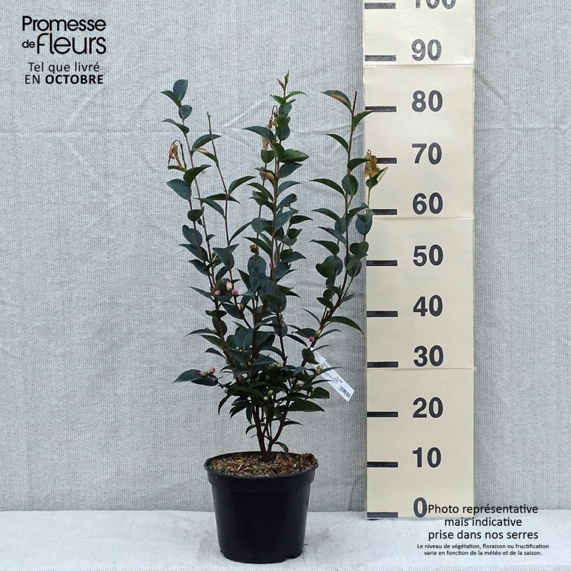 Ejemplar de Camellia transnokoensis Sweet Jane Maceta 4L/5L entregado en otoño