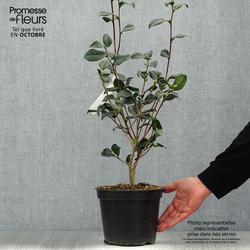 Ejemplar de Camellia japonica Marshmallow Maceta 4L/5L entregado en otoño