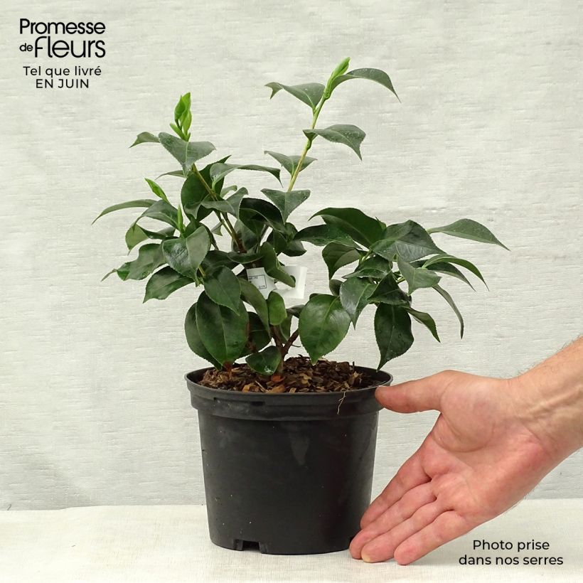 Ejemplar de Camellia Botanyuki Maceta 2L/3L entregado en verano