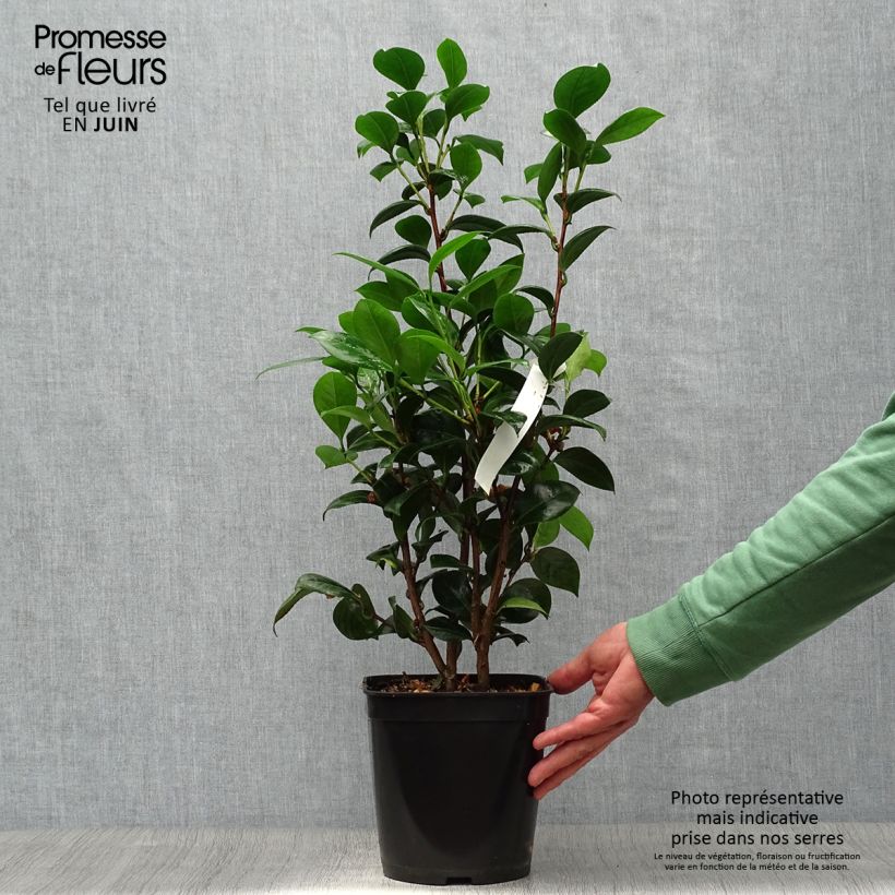 Ejemplar de Camellia Dahlonega Maceta 4L/5L entregado en verano