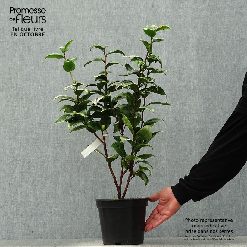 Ejemplar de Camellia japonica Kerguelen Maceta 4L/5L entregado en otoño
