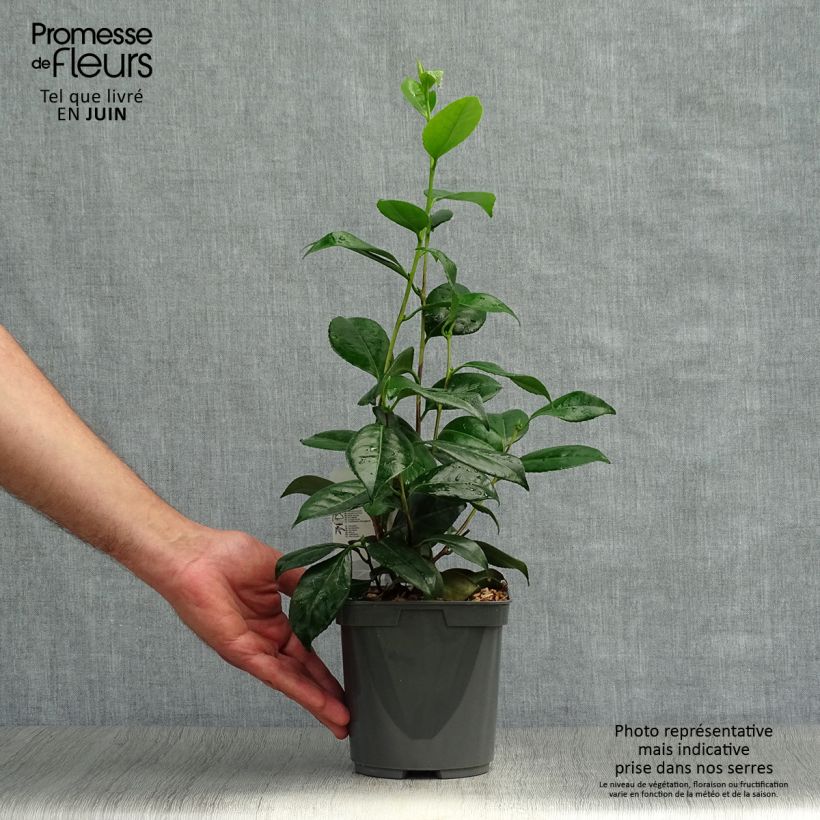 Ejemplar de Camellia Nuccio s Pearl Maceta 2L/3LAltura de entrega aprox. 40/60cm entregado en verano