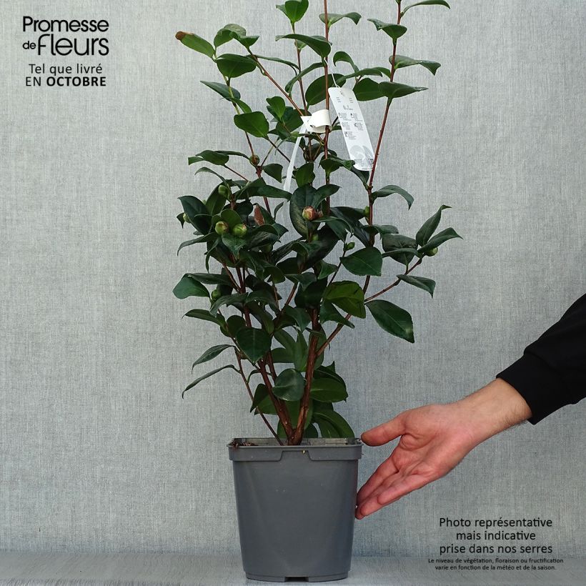 Ejemplar de Camellia japonica Nuccio's Jewel Maceta 3L/4L entregado en otoño