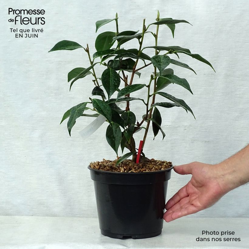 Ejemplar de Camellia Royal Velvet Maceta 4L/5L entregado en verano