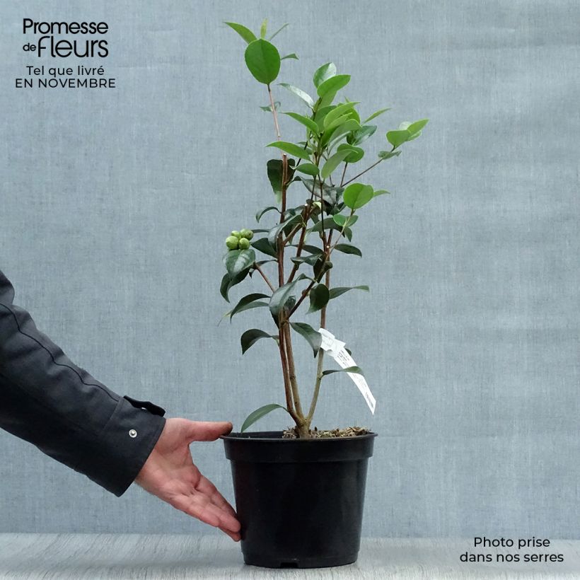 Ejemplar de Camellia williamsonii Spring Daze Maceta 4L/5L entregado en otoño
