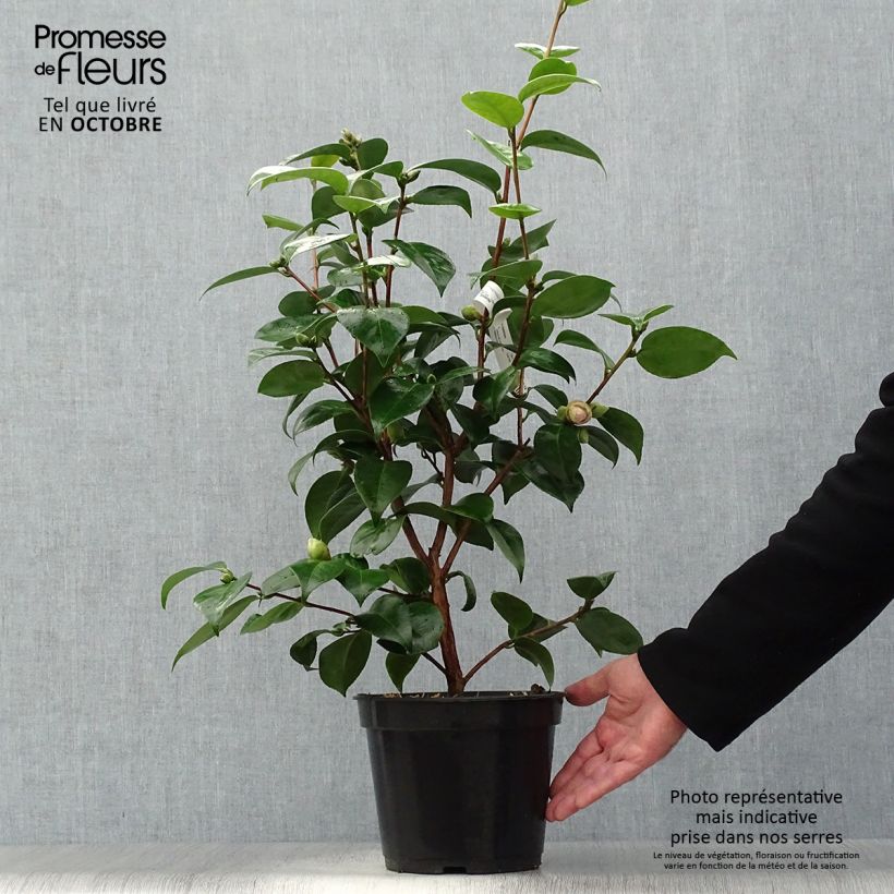 Ejemplar de Camellia Tom Pouce Maceta 4L/5L entregado en otoño